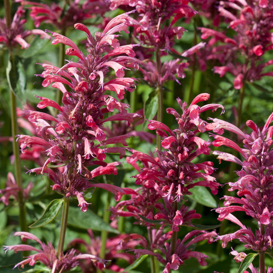 Agastache 'Red Fortune'