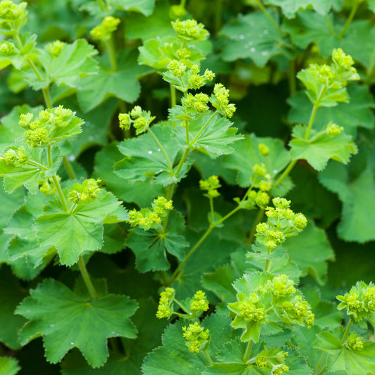 Alchemilla mollis