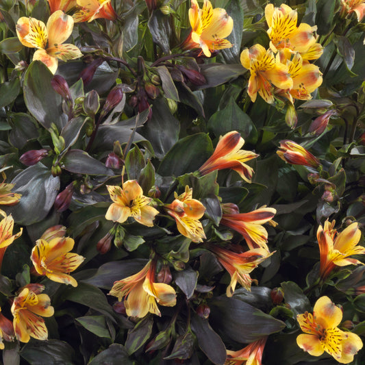 Alstroemeria 'Summer Breeze'