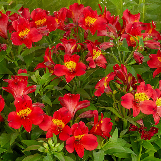 Alstroemeria 'Summer Heat'