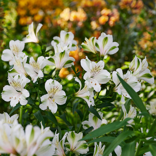 Alstroemeria 'Summer Ice'