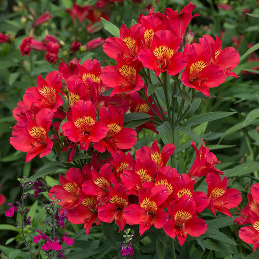 Alstroemeria 'Summer Pepper'