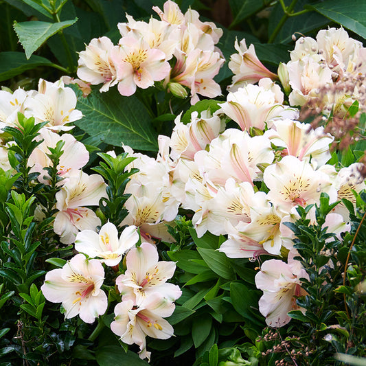 Alstroemeria 'Beach Valley'