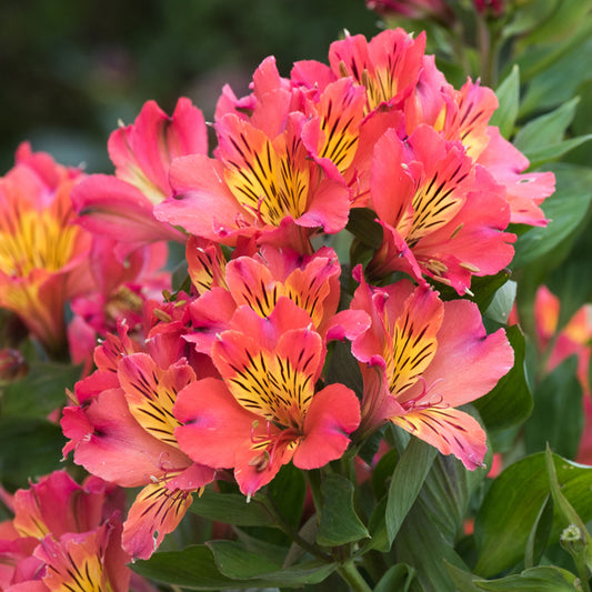 Alstroemeria 'Valley Girl'