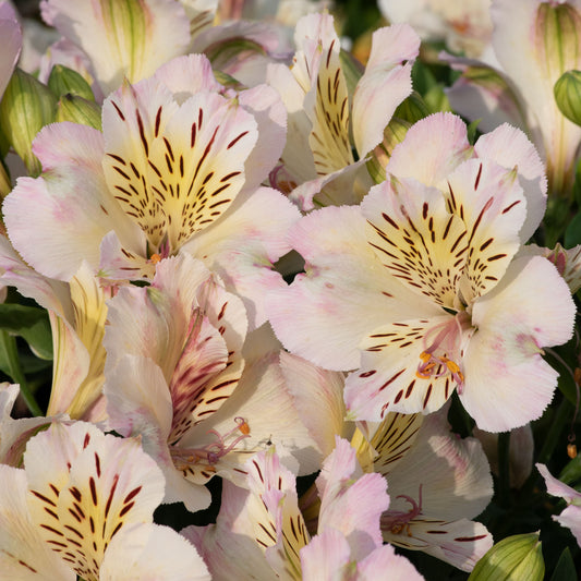 Alstroemeria 'Times Valley'