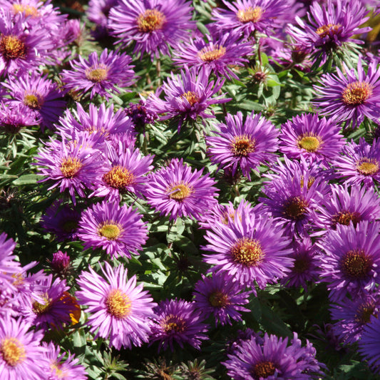 Aster 'Purple Dome'