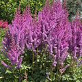 Astilbe 'Black Pearls'