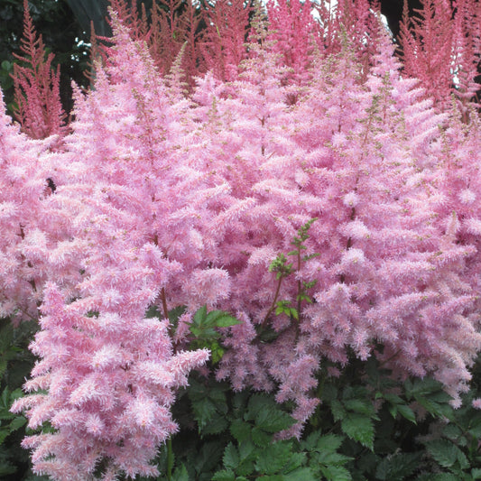 Astilbe 'Ice Cream'