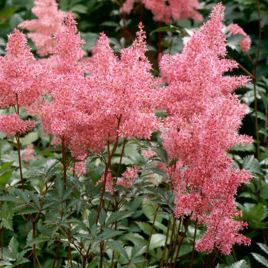 Astilbe 'Inshriach Pink'
