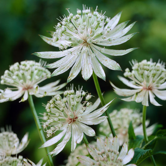 Astrantia 'Shaggy'