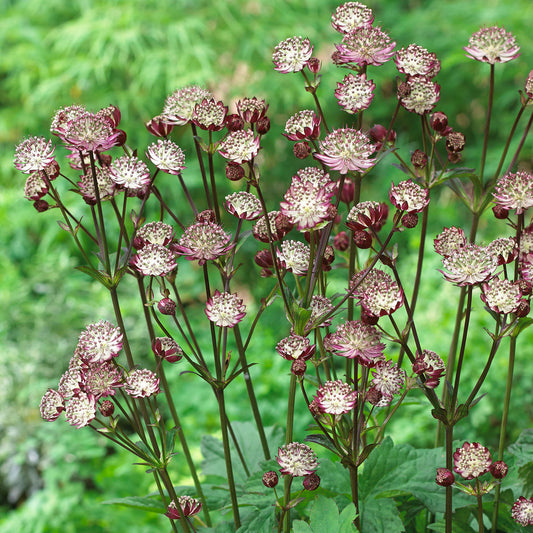 Astrantia 'Star of Passion'
