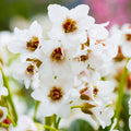 Bergenia 'Fire & Ice'