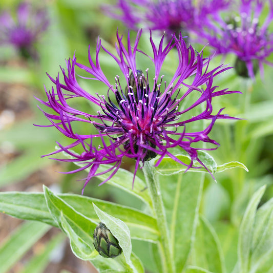 Centaurea 'Amethyst Dream'