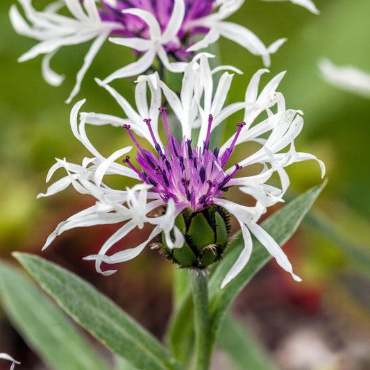 Centaurea 'Amethyst in Snow'