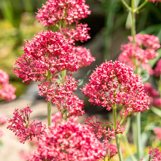 Centranthus 'Pretty Betsy'