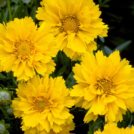Coreopsis 'Early Sunrise'
