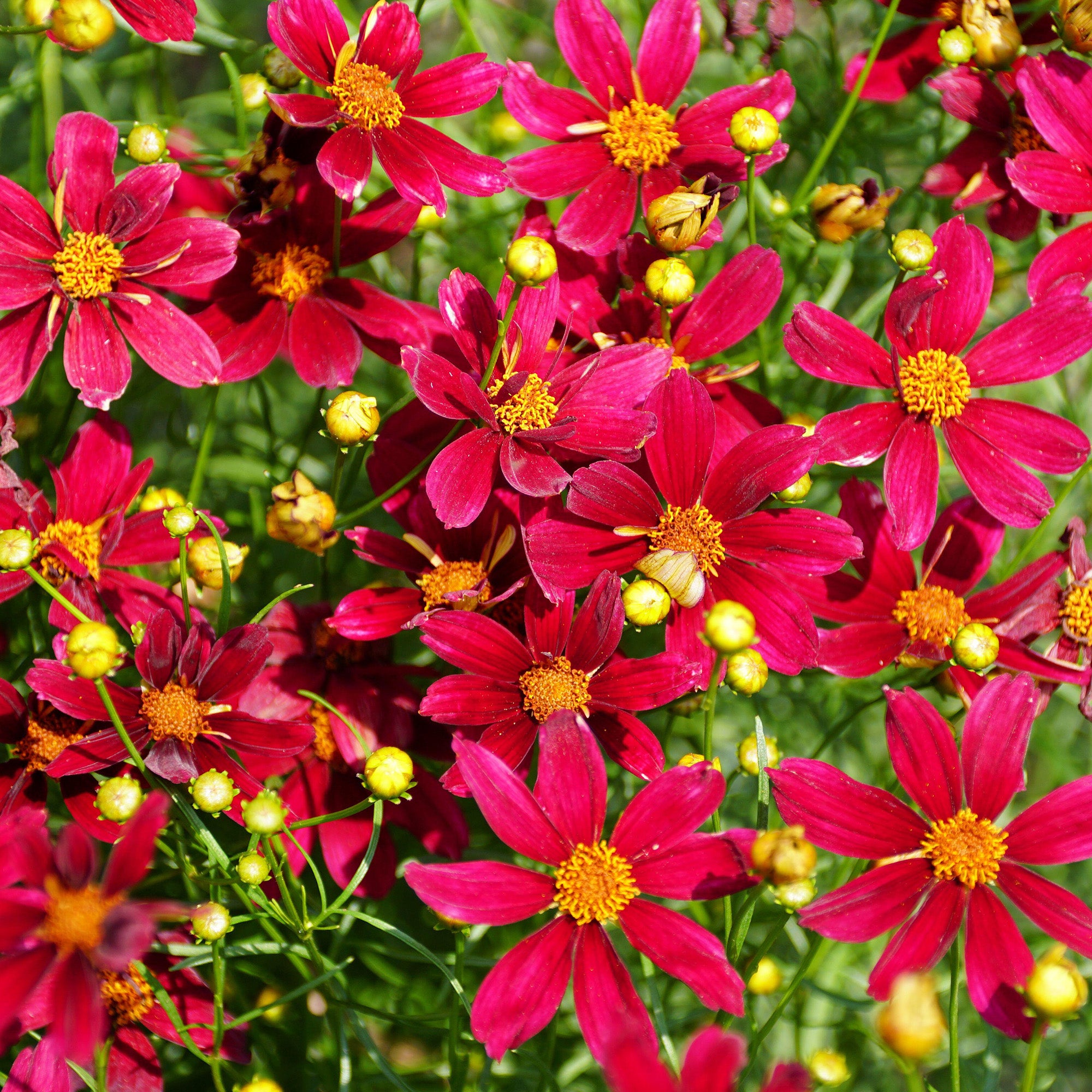 Coreopsis 'Red Satin' | Coreopsis grandiflora – Gardeners Dream
