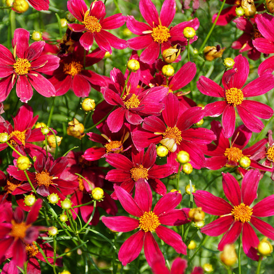 Coreopsis 'Red Satin'