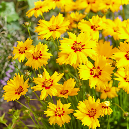 Coreopsis 'Solar Mellow'