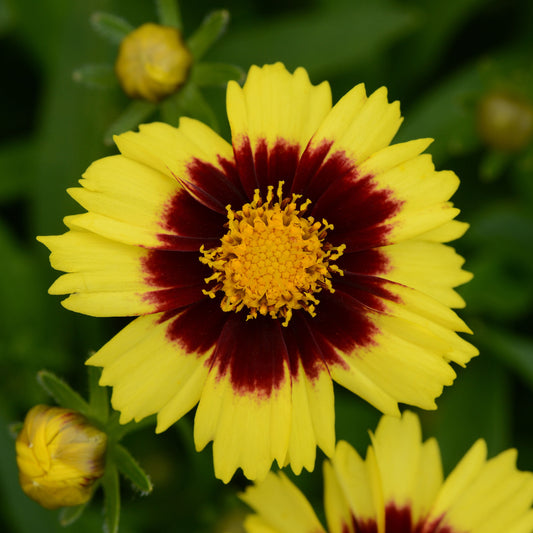 Coreopsis UpTick 'Yellow & Red'
