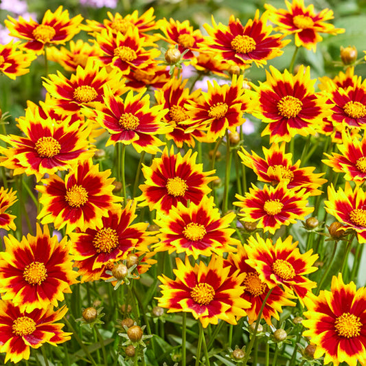 Coreopsis 'Solar Jewel'