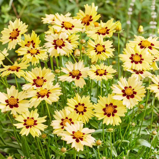 Coreopsis 'Solar Moon'