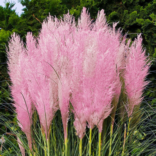 Cortaderia 'Pink Feather'