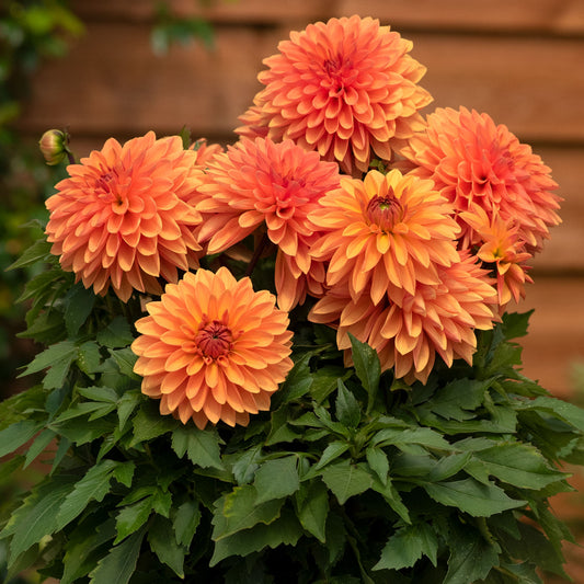 Dahlia Dalina 'Maxi Apricot'
