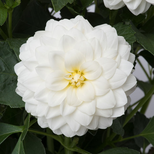Dahlia Dalina 'Maxi Lopez'