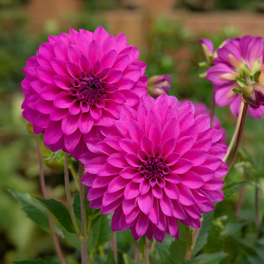 Dahlia Dalina 'Maxi Neon Lilac'