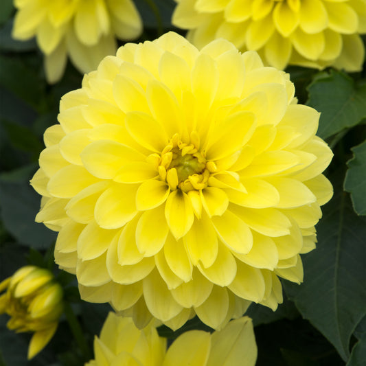 Dahlia Dalina 'Maxi Sonora'