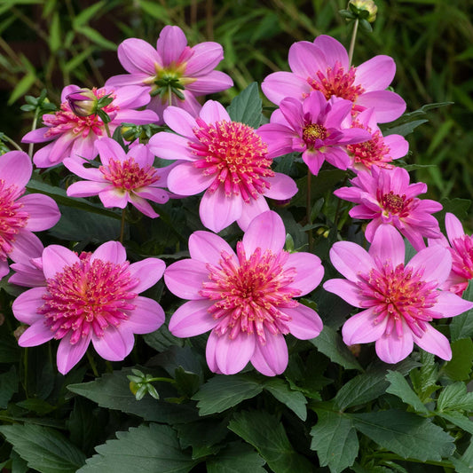 Dahlia Dalina 'Maxi Pink Starburst'