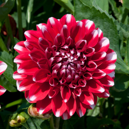 Dahlia Dalina 'Maxi Tampico'
