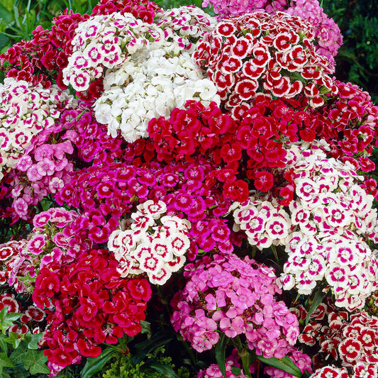 Dianthus Alpine Mix