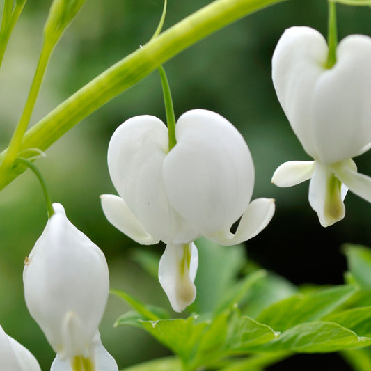 Dicentra 'White Gold'