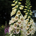 Digitalis 'Dalmatian Cream'