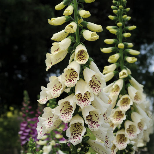 Digitalis 'Dalmatian Cream'
