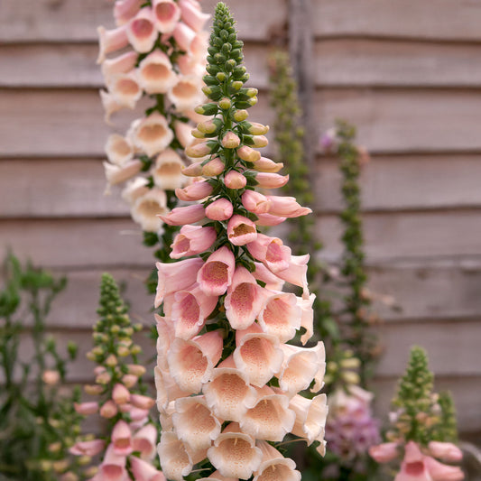 Digitalis 'Dalmatian Peach'