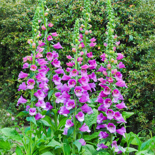 Digitalis 'Dalmatian Purple'