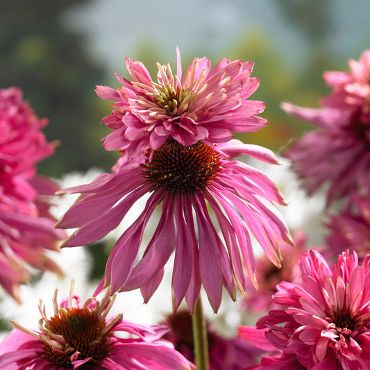 Echinacea 'Doubledecker'
