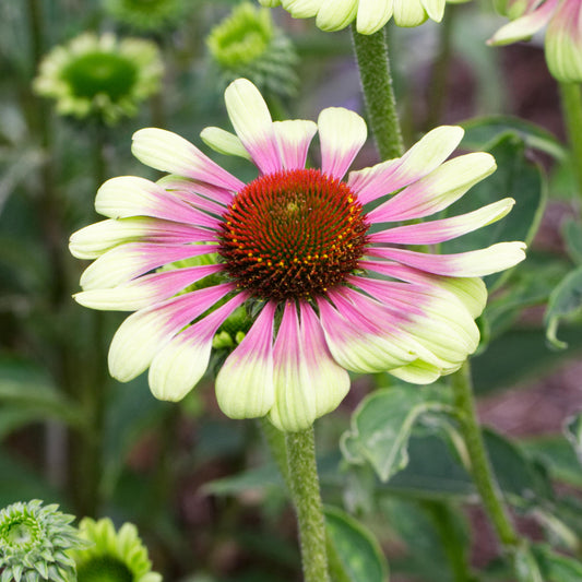 Echinacea 'Green Twister'