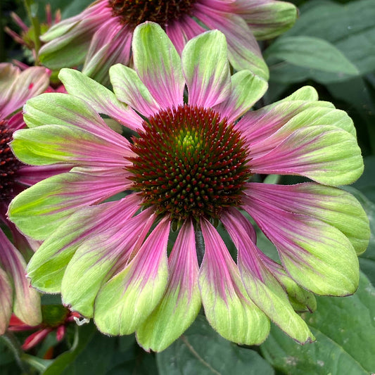 Echinacea 'Sweet Sandia'