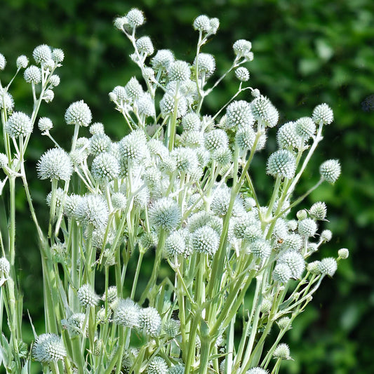 Eryngium 'Magical Silver Globe'