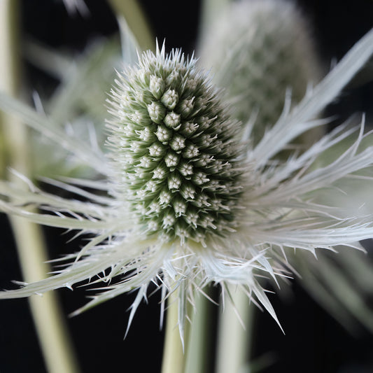 Eryngium 'Magical White Lagoon'