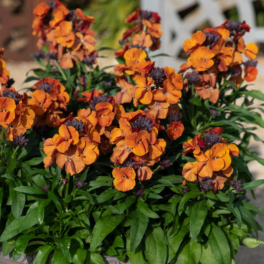 Erysimum 'Orange'