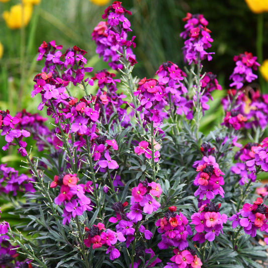 Erysimum 'Purple'