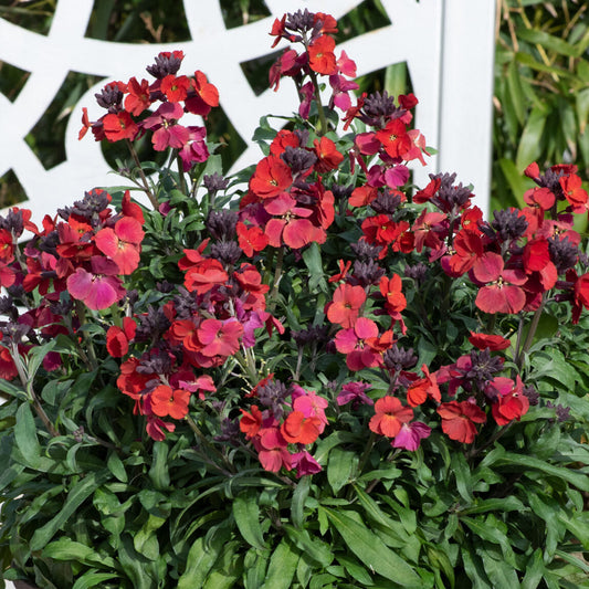 Erysimum 'Red'