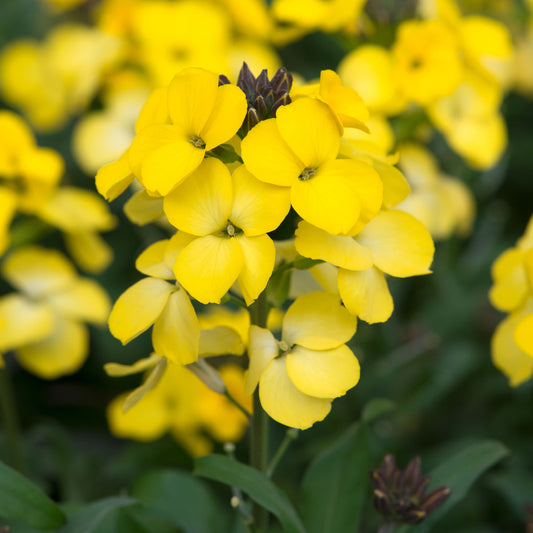 Erysimum 'Sunglow'
