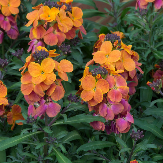 Erysimum 'Sunset'