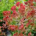 Euphorbia 'Galaxy Glow'